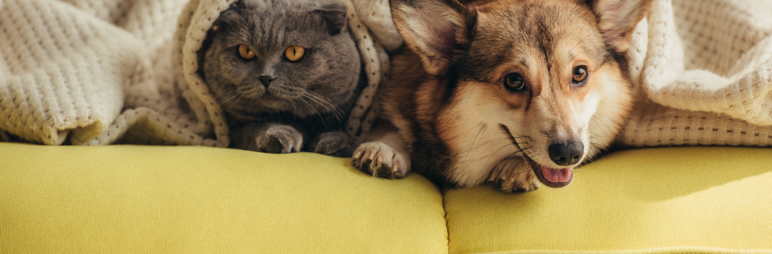 A cat and dog covered by a blanket.