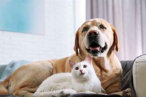 AdobeStock_273103788edit copy.jpg