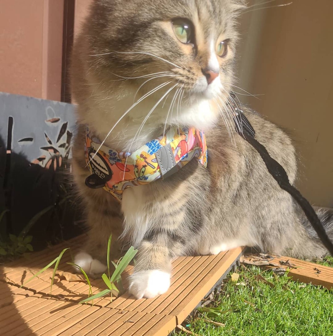 kitty website.jpg